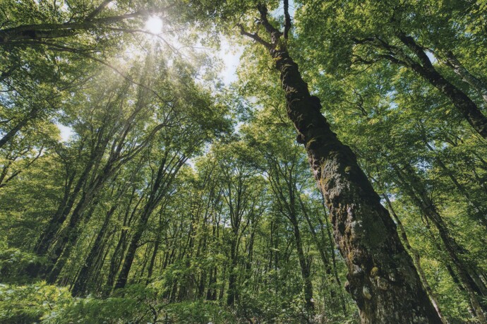 写真：玉原高原のブナ平の新緑の写真