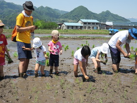 田植えの様子