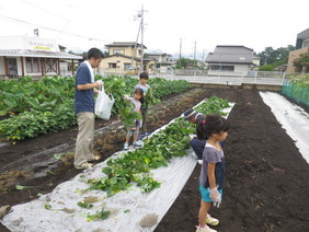 枝豆の収穫