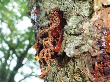 木の幹から排出されるフラス1