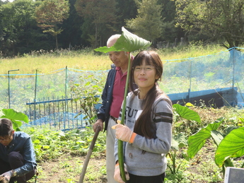 里芋の葉の傘