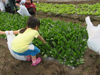 ほうれん草を採った写真