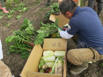 野菜を段ボールに詰める