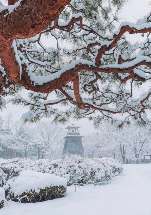 写真：松と雪と鐘楼の写真