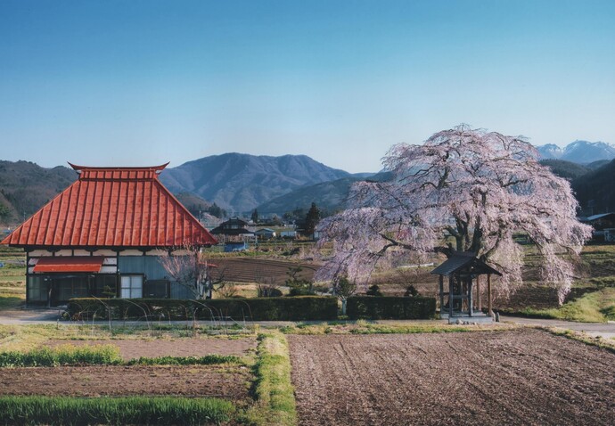 写真：寺と桜の写真