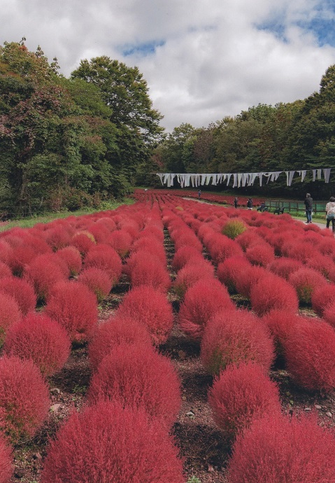 写真：コキアの写真