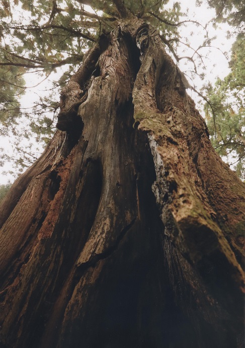 写真：杉の写真