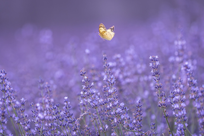 写真：ちょうちょが飛ぶラベンダーパーク
