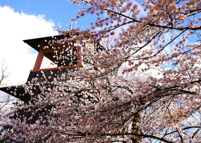 写真：桜と鐘楼の写真