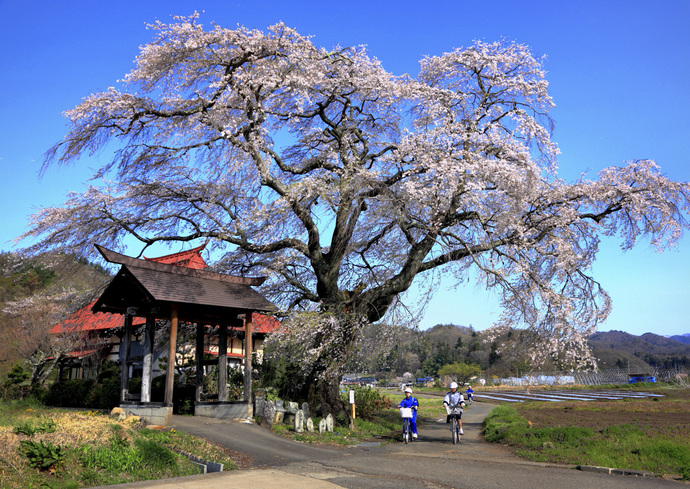 写真：桜と寺と自転車で登校中の中学生の写真