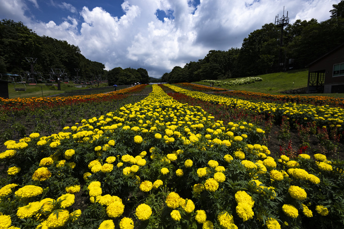 写真：たんばらラベンダーパークのサルビア、ブルーサルビア、マリーゴールドなどが虹のように鮮やかな帯状に咲く彩の丘の写真