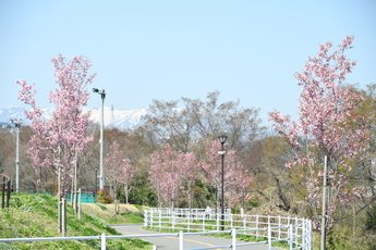陽光桜の写真
