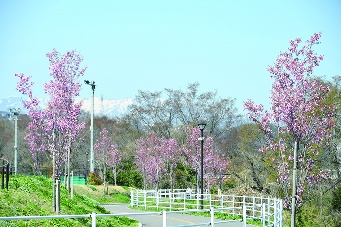 写真：陽光桜