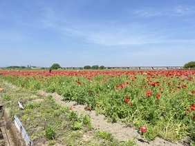 河川敷に咲く花