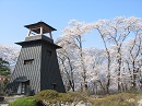 鐘楼と桜