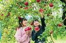 りんご狩り