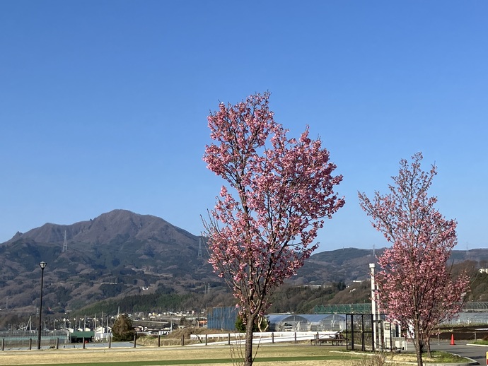 利南運動公園の陽光桜