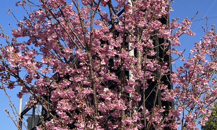利南運動公園の陽光桜