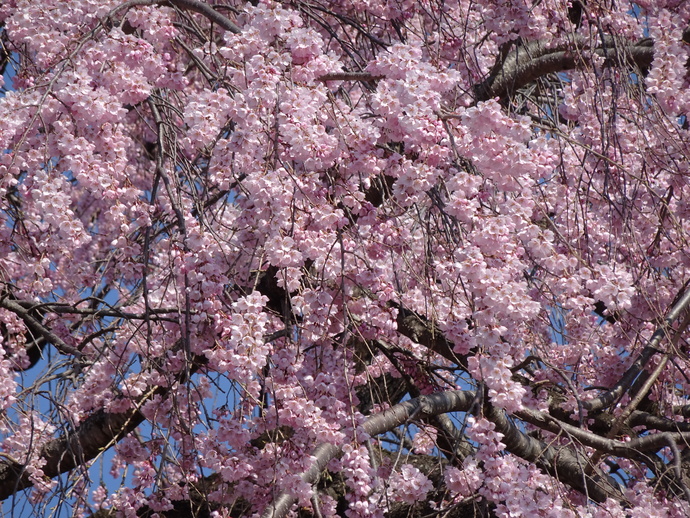 下川田のシダレザクラ