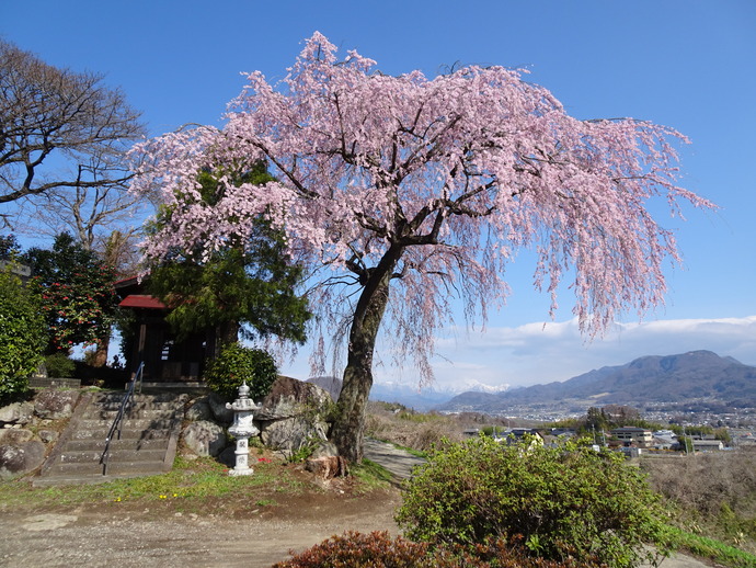 下川田のシダレザクラ
