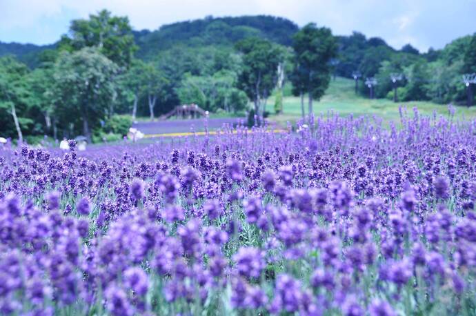 Tambara lavender park