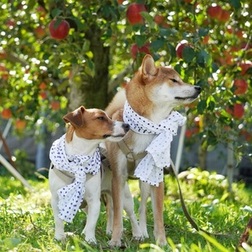 沼田ピクニックフォトコンテスト優秀賞作品