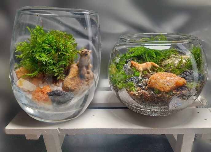 苔テラリウム写真