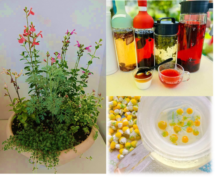 ハーブ寄せ植えとハーブティイメージ