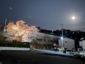 写真：桜の様子
